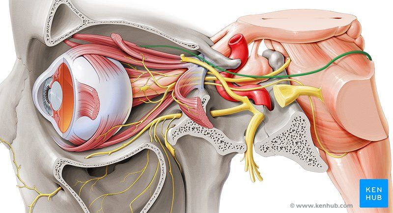 Trochlear Nerve & Parks-Bielschowsky Three-Step Test